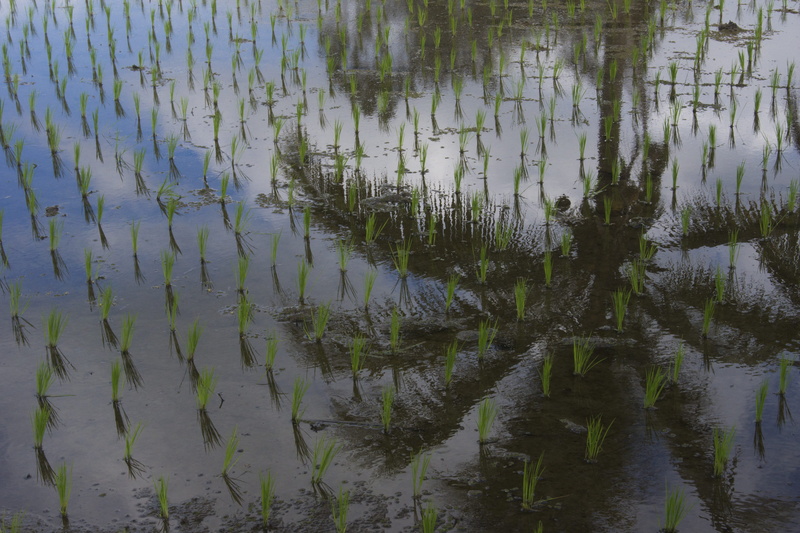 high angle view, nature, indonesia, rice, waterfront, floating on water, ubud, beauty in nature, palm, tranquility, no people, terrace, 5K, growth, tree