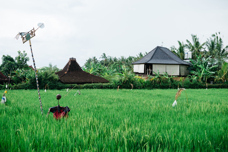 green color, outdoors, growth, grass, built structure, land, roof, residential district, ubud, landscape, field, day, lush, building exterior, 4K, nature