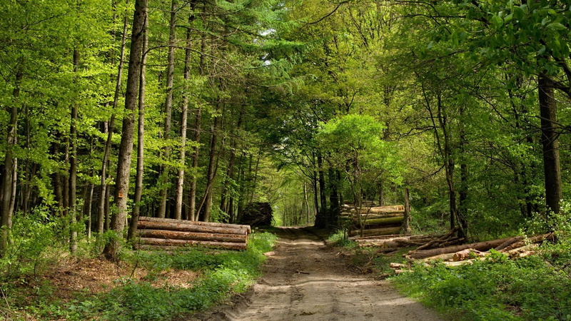 1080P, forestpath, woodcutting