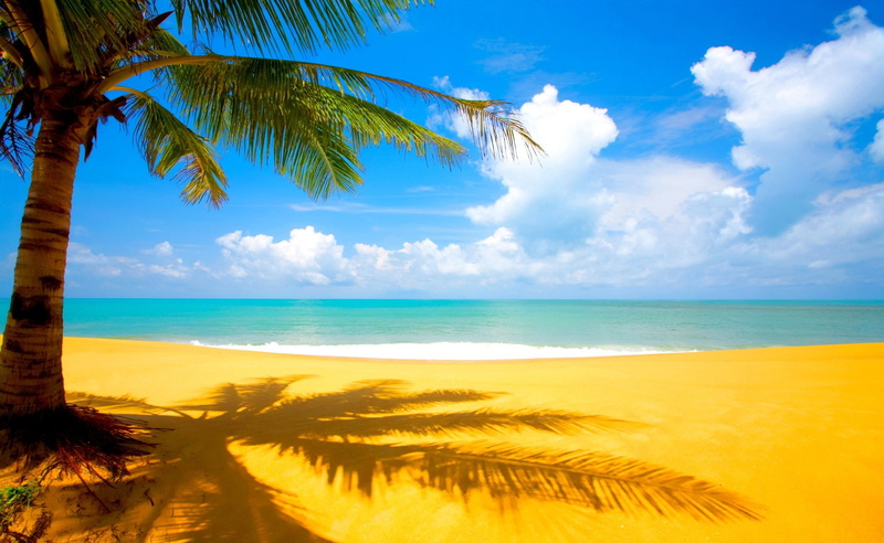 tranquil scene, Summertime, beauty in nature, Nature, tropical tree, Summer, palm leaf, horizon, Exotic, palm, land, Gorgeous, tropical climate, palm tree