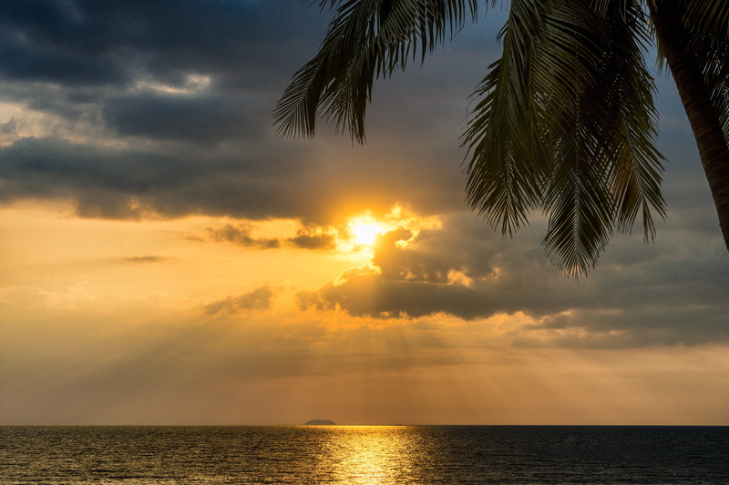 dawn, holiday, background, palm leaf, 4K, outdoors, tranquility, coconut palm tree, horizon over water, reflection, vacation, outdoor, tropical climate