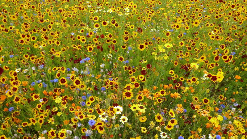 floral pattern, daisy family, fragility, green color, flowering plant, day, 4K, pattern, abundance, flowerbed, growth, beauty in nature, field, freshness