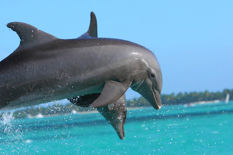 underwater, animal themes, pool, daytime, 1080P, swimming pool, marine, caribbean, swimming, no people, water, vertebrate, nature, animal, two, animals in the wild