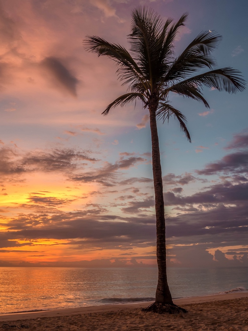 ocean, punta cana, sky, evening, beach, vacation, coast, tree trunk, bavaro, horizon, outdoors, caribbean, tree, nature, taking, tourist, sunset, land