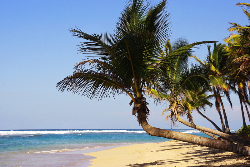 nature, palm trees, sky, coconut, bavaro, 2K, horizon over water, body, palm leaf, dominican republic, punta cana, palm tree, beach, shore, tranquility