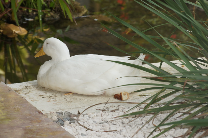 white color, vertebrate, bird, leaf, outdoors, swan, lake, tropical, duck, one animal, day, animal wildlife, focus on foreground, water, animals in the wild