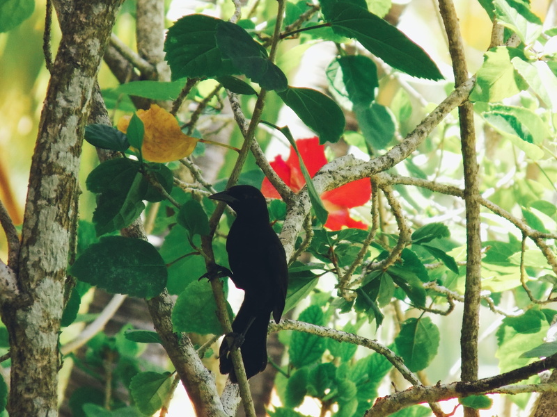 animal themes, leaf, green, rojo, growth, plant, ave, dominican republic, branch, animal, beauty in nature, food, perching, aninal, verde, day, green color