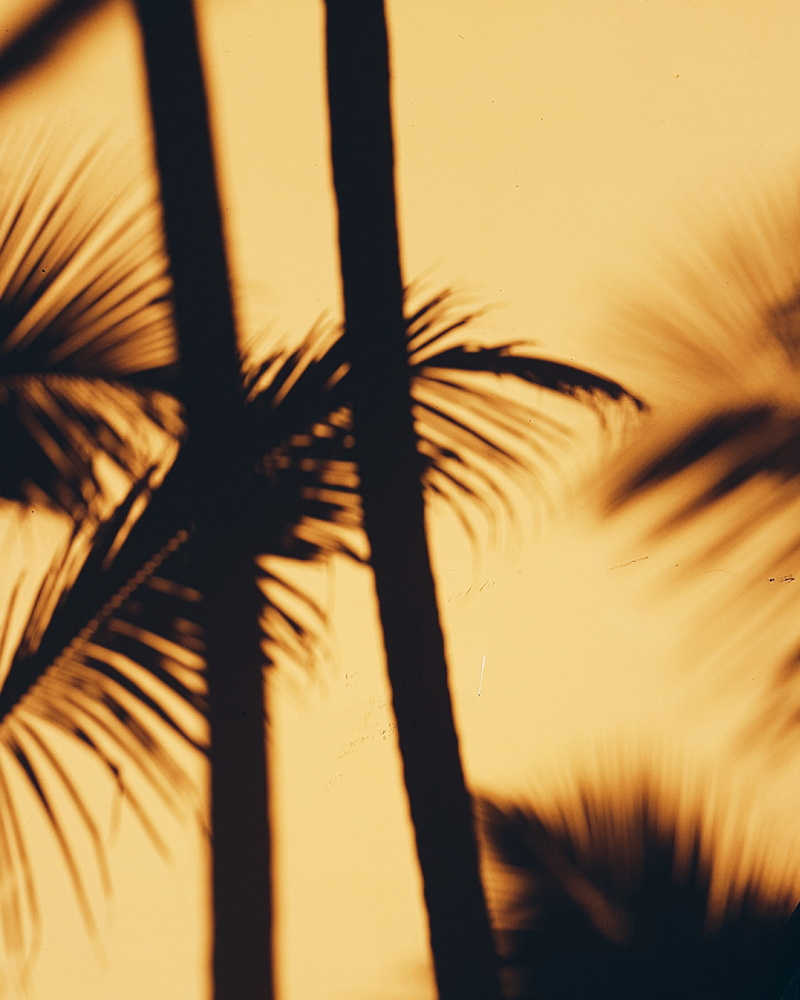 no people, dominican republic, coconut palm tree, sunset, growth, shades, 2K, outdoors, selective focus, silhouette, sunlight, nature, tropical climate