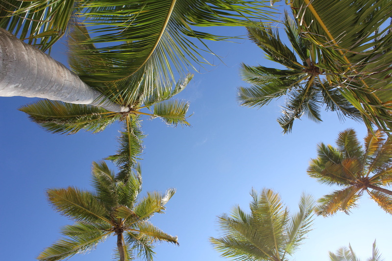 plant, leaf, day, tropic, coconut palm tree, low angle view, directly below, summer, palms, growth, no people, 5K, tropical climate, tropical tree, trunk