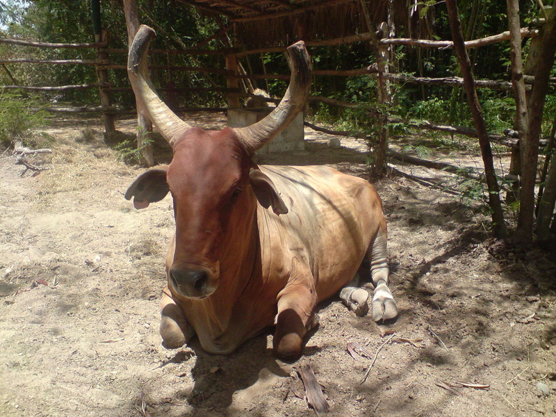 no people, land, nature, punta cana, outdoors, one animal, horned, domestic, livestock, herbivorous, plant, mammal, field, vertebrate, day, pets, animal themes