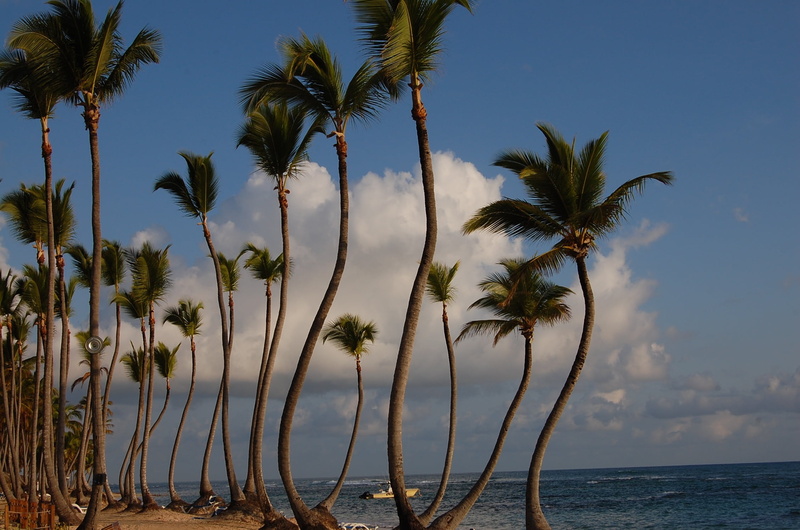 horizon over water, beauty in nature, sea, photo, palm, dominican republic, tree trunk, tropical Climate, summer, nature, blue, tranquility, water, beside