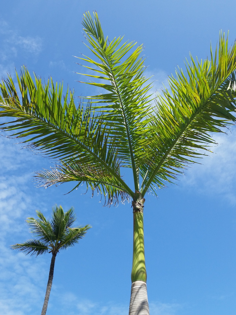 palm tree, beach, day, seascape, sky, palm, outdoors, green color, resort, blue, tall - high, coconut palm tree, growth, beauty in nature, low angle view