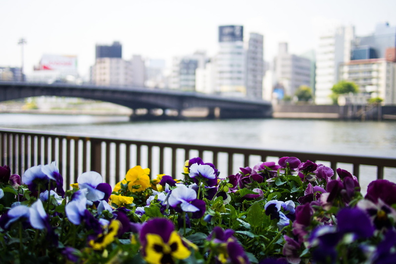 pansies, flowers, bridge, Japan, city, Tokyo, fence, buildings, Sumida, building, capital, the city, 1080P, Pansy, river