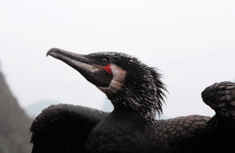 no people, animal mouth, animals in the wild, one animal, animal themes, black color, close-up, mouth open, animal wildlife, 4K, vertebrate, animal, animal head
