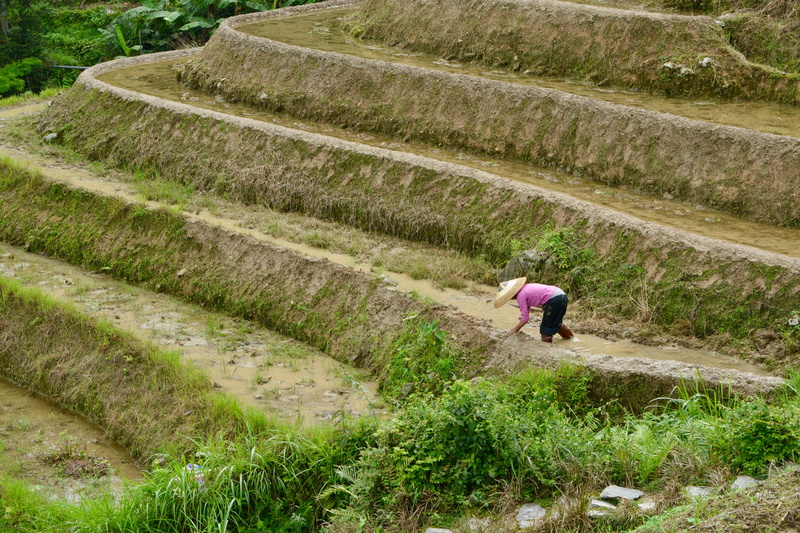 paddy, fields, growth, landscape, rice, scenery, country, real people, lifestyles, hill, farming, agriculture, rural, traditional, peaceful, scene, pasture
