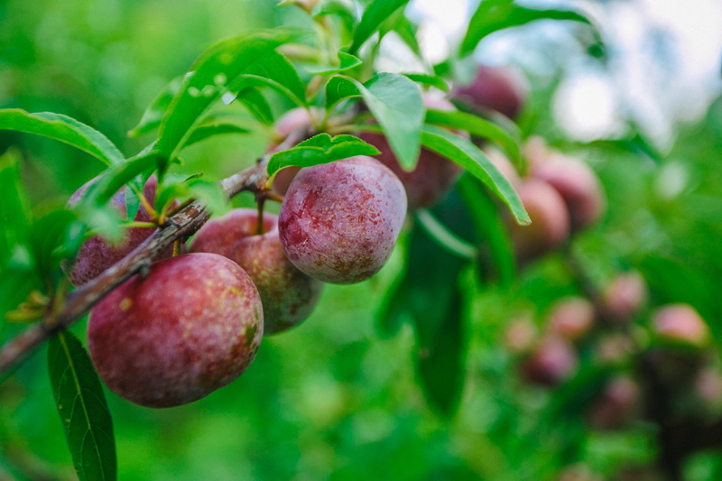tree, wellbeing, plant, green color, ripe, 4K, focus on foreground, healthy eating, growth, selective focus, food and drink, nature, close-up, fruit, outdoors