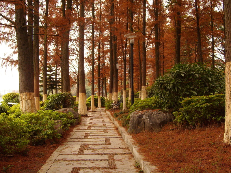trunk, forest, growth, day, change, direction, tree trunk, the way forward, beauty in nature, no people, plant, guilin, 2K, land, outdoors, woodland, scenics - nature