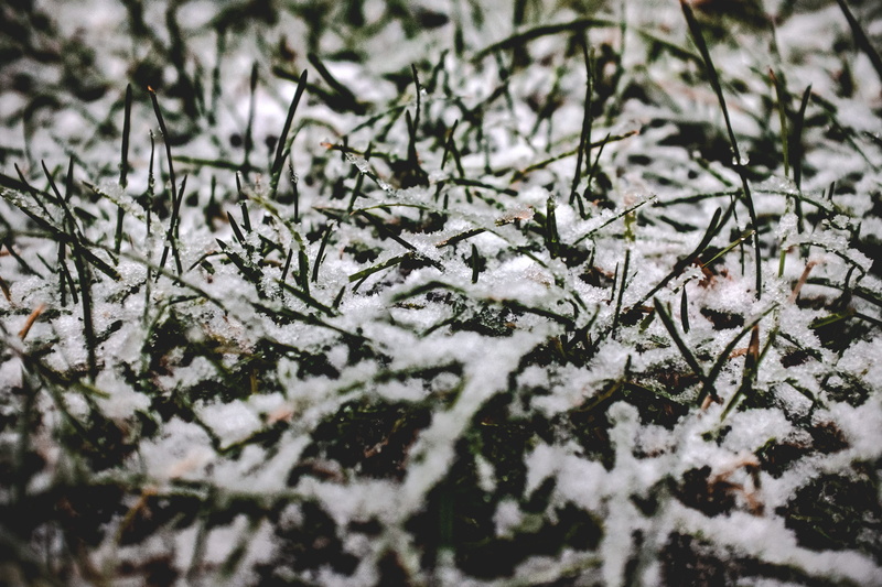 no people, ice, cold temperature, winter, selective focus, coniferous tree, snow, macro, snowing, green, frost, backgrounds, grass, close-up, frozen, united states