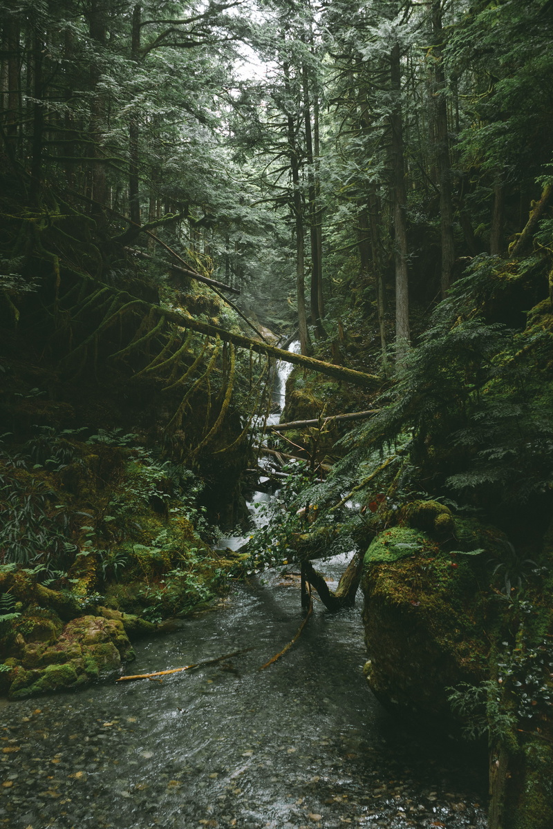 uncultivated, rainforest, jungle, foliage, lush Foliage, flowing Water, plant, daytime, autumn, hidden, water, tranquil Scene, forest, river, scenics, extreme Terrain