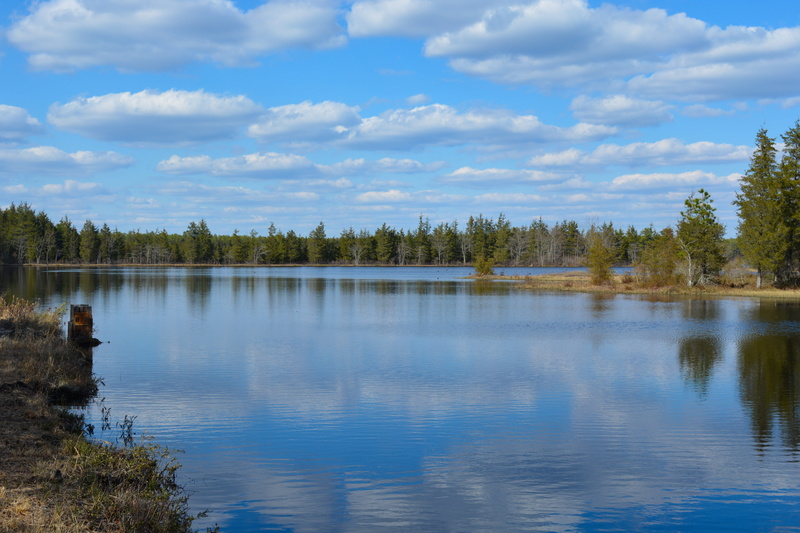 cloud - sky, tranquil scene, daytime, landscape, nature, idyllic, forest, body, non-urban scene, scenery, growth, water, scenic, pine barrens, pine, park