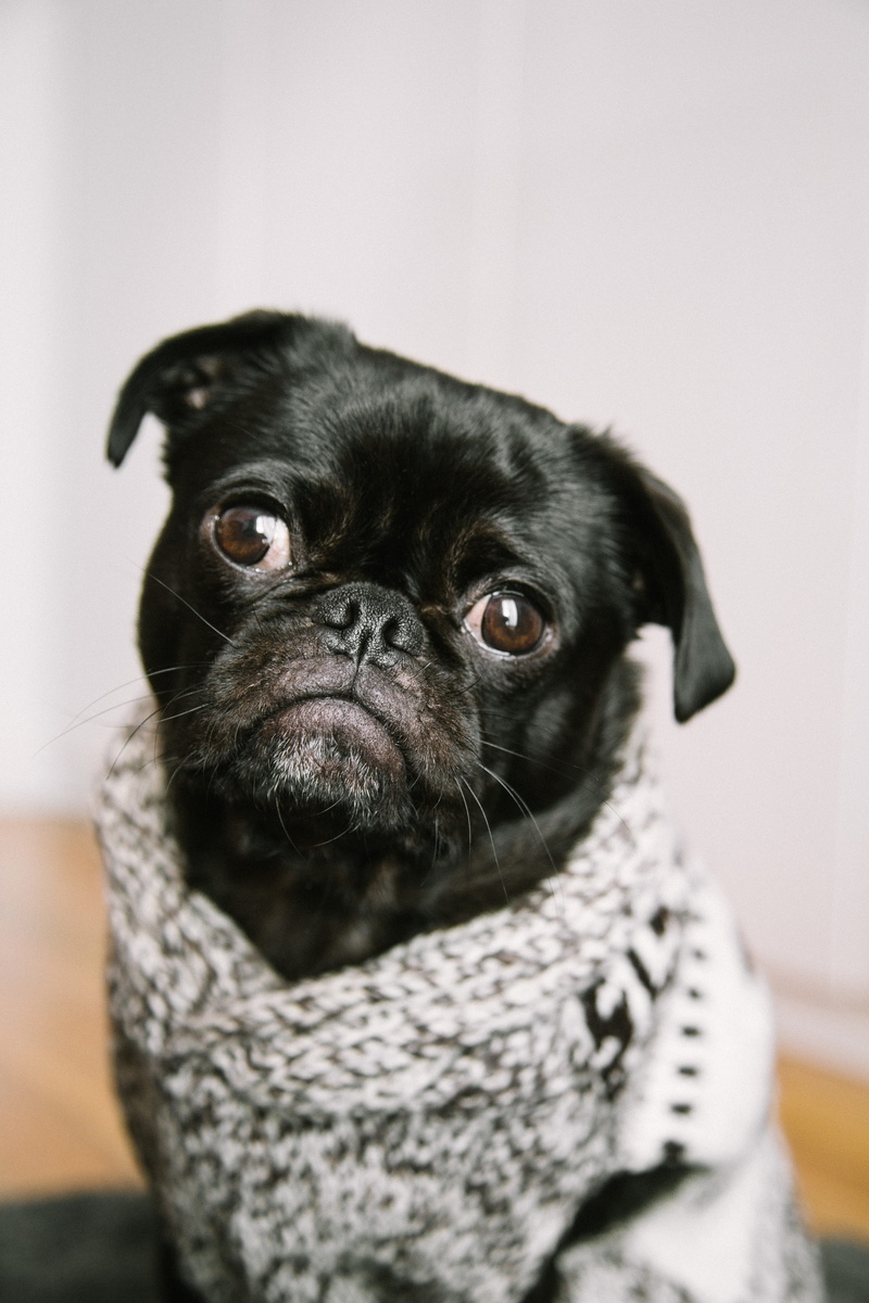 domestic animals, pug, photography, mammal, one animal, black, focus, indoors, close-up, animal head, lap dog, shallow, young animal, domestic, focus on foreground