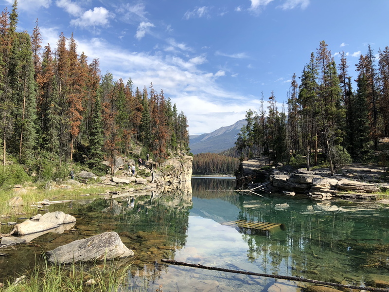 fir, idyllic, land, tree, jasper national park, river, beauty in nature, reflection, sky, day, wilderness, tranquility, non-urban scene, 4K, outdoors