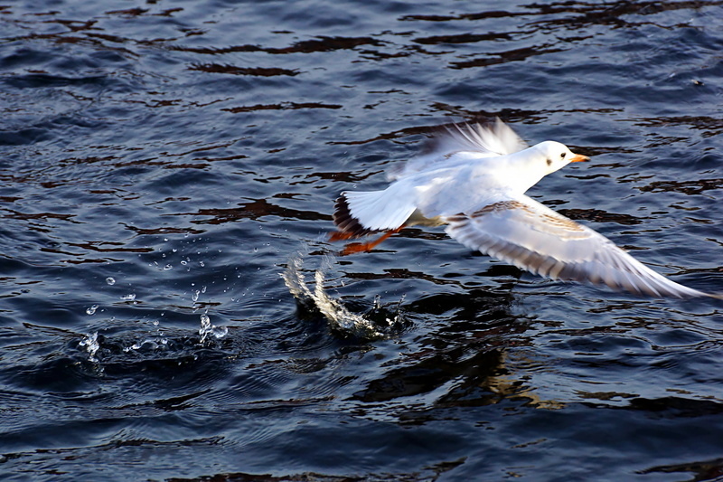 Vogel, seagull, nature, Gull, 2K, white bird, white, wildlife, Wetter, Sonnenschein, bird, Tiere, water, daytime, body, Fluss, Flying, sea, animal Wing