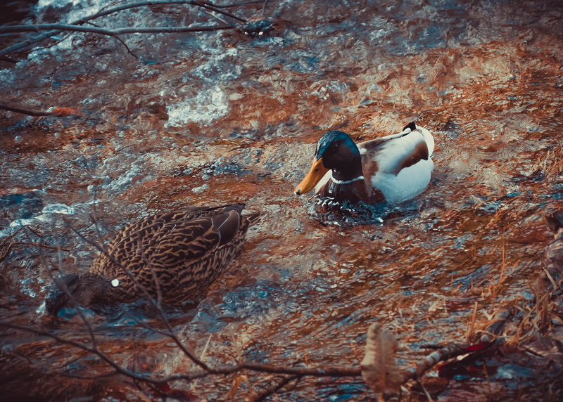 ente, human, wasser, animals in the wild, anseriformes, female animal, mallard duck, natur, goose, aquatic, no people, animal nest, animal themes, animal wildlife