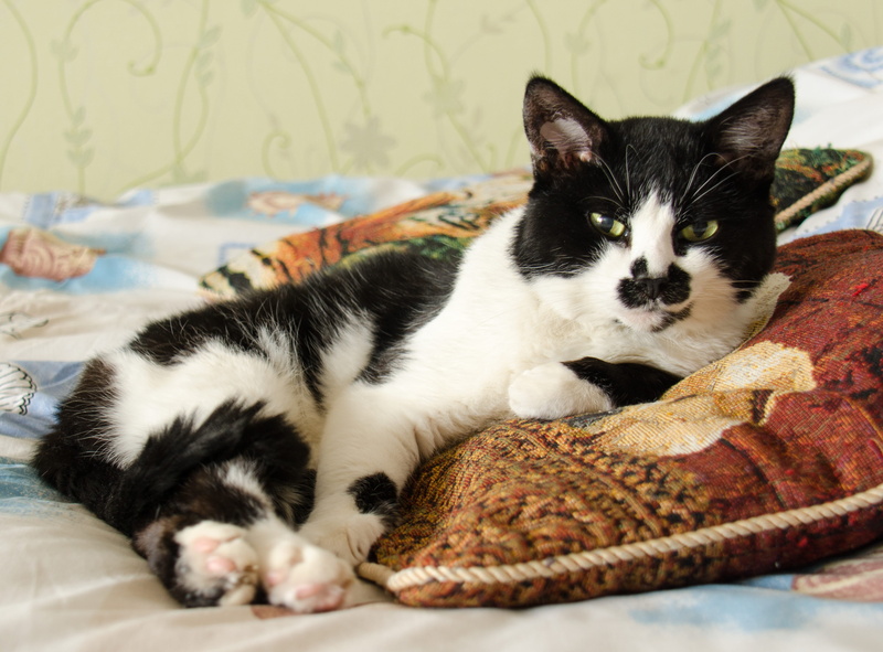 Cute, resting, 4K, mammal, indoors, Pet, domestic, vertebrate, black, whisker, relaxation, scottish straight, furniture, domestic cat, black and white cat