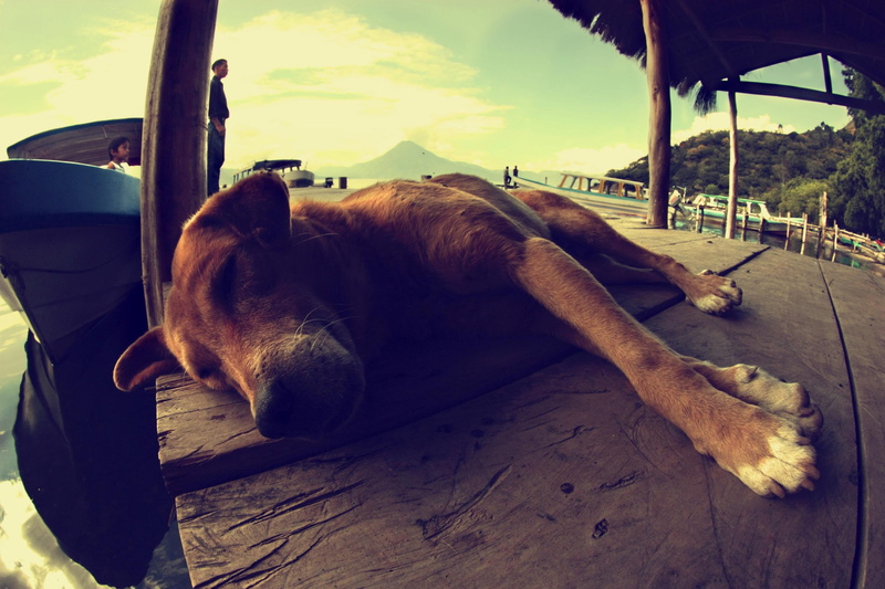 lies, boat, Guatemala, landscape, sleeping, 2K, dog, people