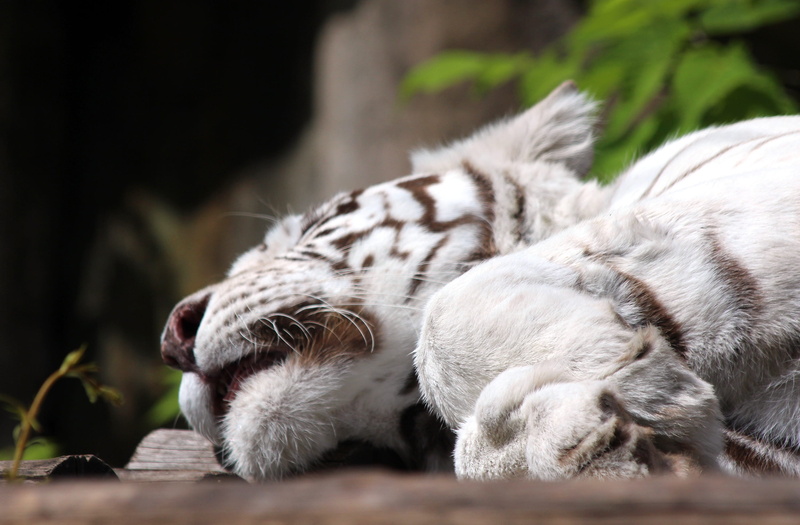 nature, whisker, relaxation, lies, animal wildlife, no people, Indian Tiger, tiger, 2K, cat, close-up, white, big cat, feline, vertebrate, mammal, zoo