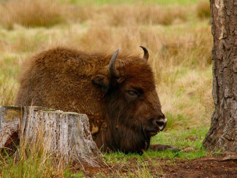 day, one animal, herbivorous, animals in the wild, animal, relaxation, vertebrate, calm, vacation, american bison, no people, dream, nature, domestic animals