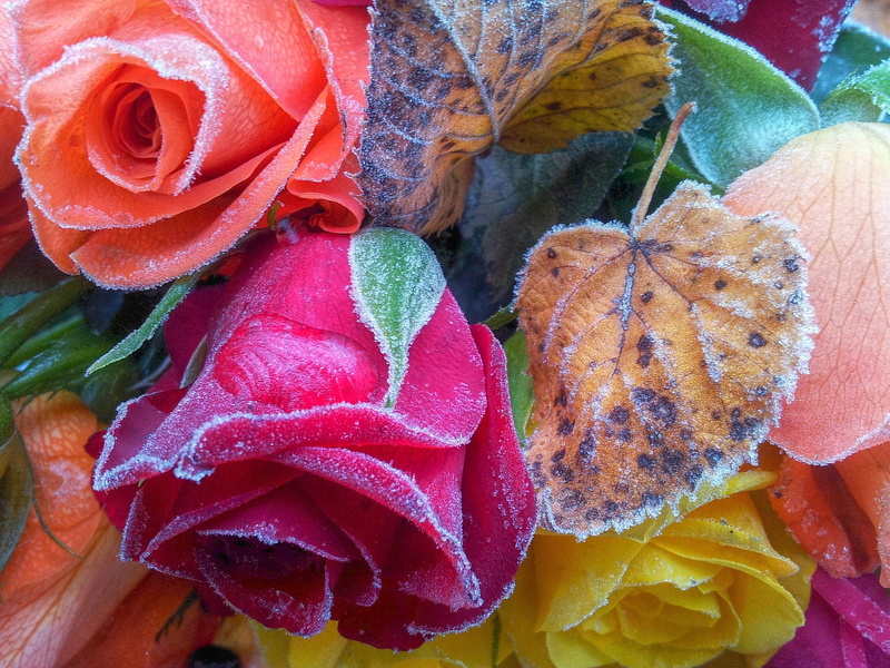 photo, artificial flowers, roses, Farben, orange, frozen, nature, ice, Rosen, leaf, flowers, colors, red, artificial, close, 1080P, backgrounds, close