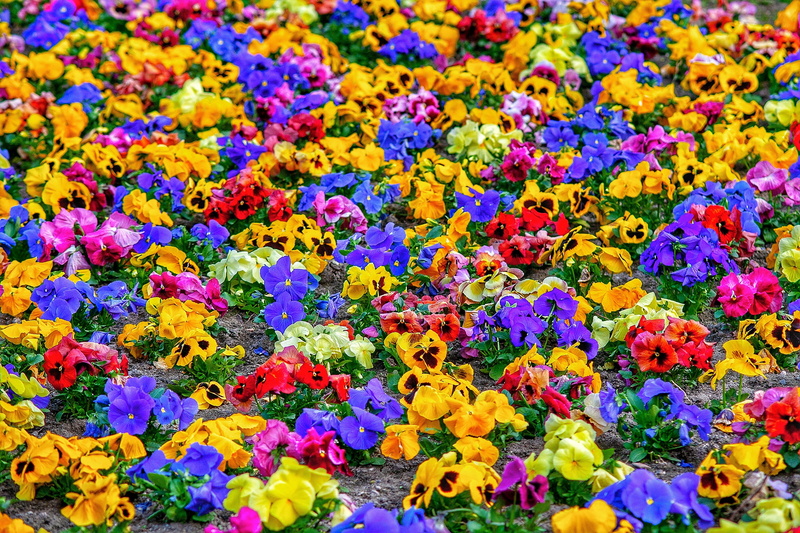 high angle view, bright, design, backgrounds, day, arrangement, choice, decoration, variation, no people, farben, color, flower, nature, abundance, lights