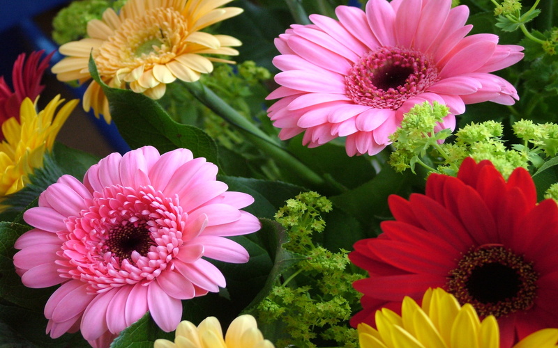 2K, gerbera, farben