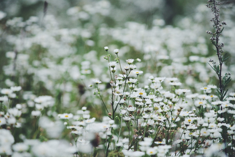 one animal, plant, beauty in nature, flowering plant, white, mosel brücke, fields, day, nature, flower, germany, vulnerability, 4K, yellow, white color