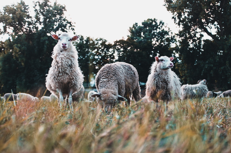 group of animals, sheeps, outdoors, plant, standing, eating, mülheimer brücke, deer, sheep, livestock, domestic, nature, three, wildlife, wool, farmanimal
