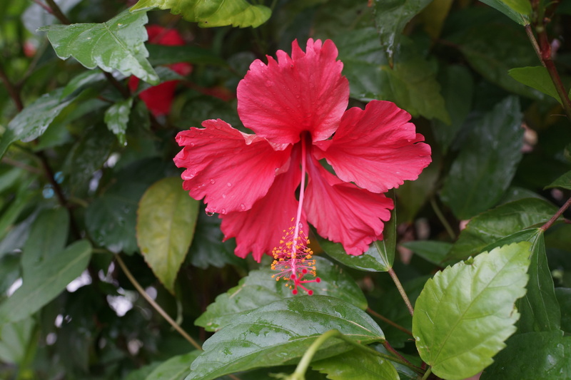 close-up, plant part, vulnerability, inflorescence, no people, petal, pathway, outdoors, garden, growth, freshness, beauty in nature, pink color, flower head