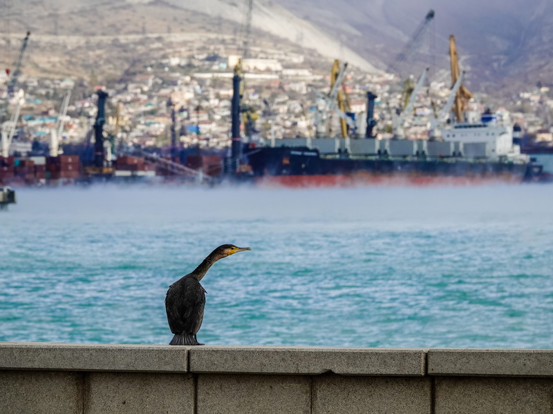 animals in the wild, water, bird, pier, nature, building exterior, animal wildlife, day, focus on foreground, sea, animal themes, nautical vessel, architecture