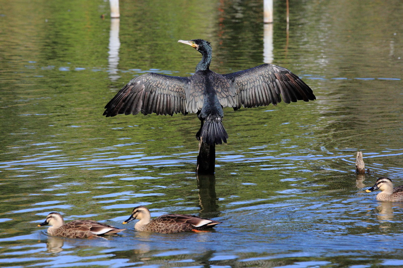 4K, outdoors, nature, pond, lake, animal themes, duck, young animal, two animals, group of animals, animal, water bird, animal family, bird, animal wildlife