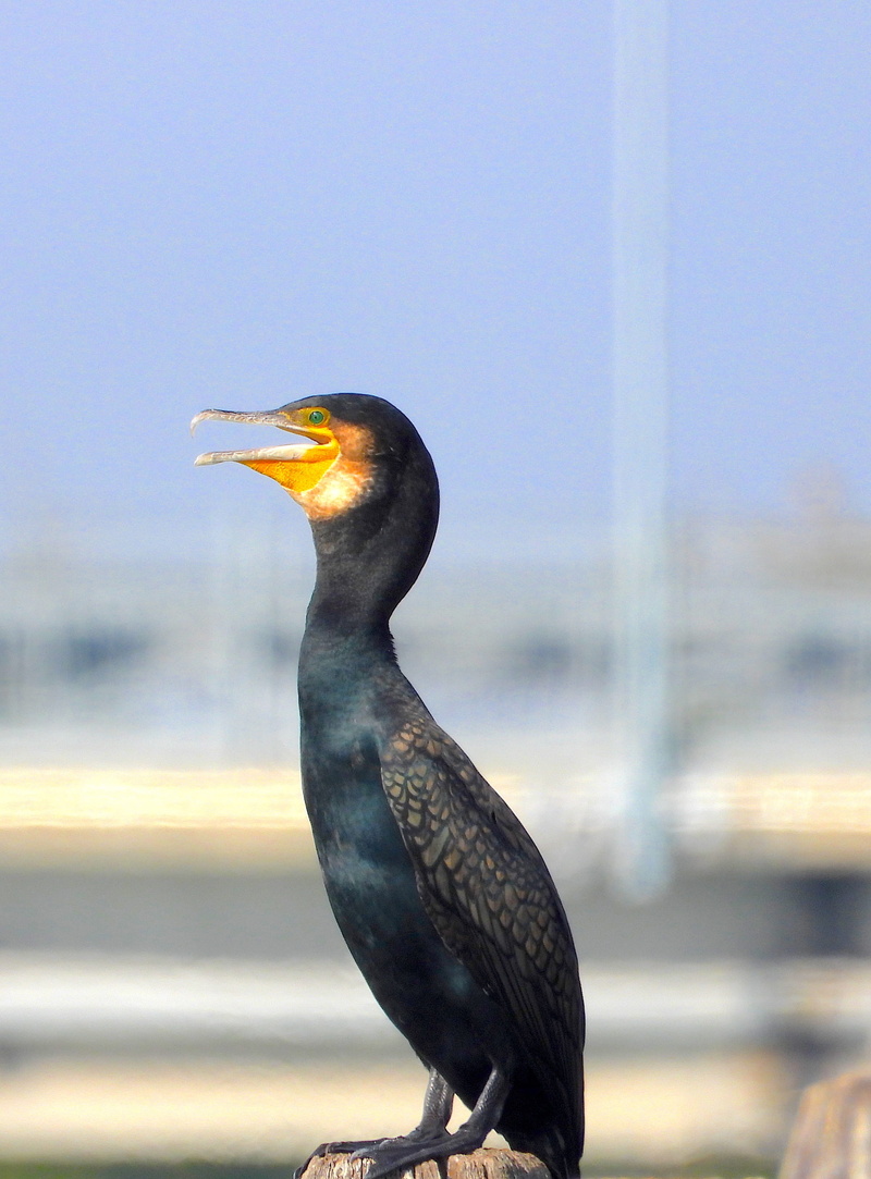 2K, outdoors, nero, sky, eagle, animal, profile view, side view, animal wildlife, animal themes, cormorant, close-up, looking away, perching, bird, one animal