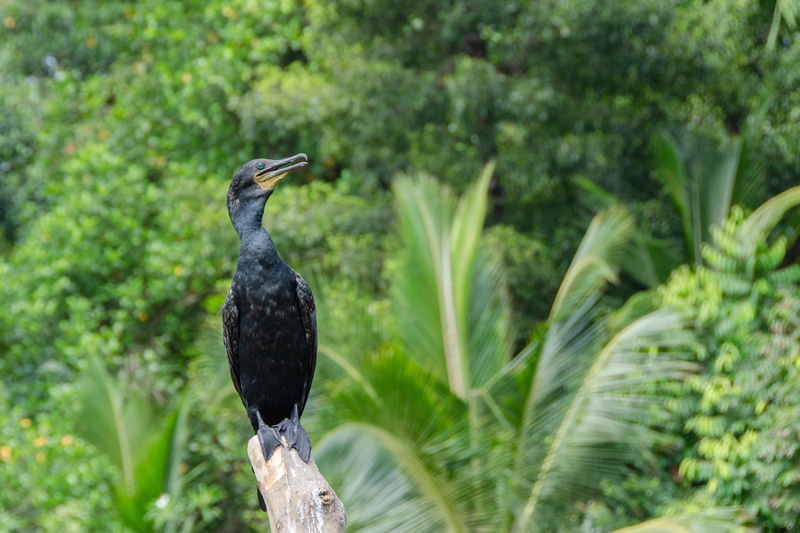 focus on foreground, 2K, bird, outdoors, beauty in nature, madu river, animal themes, feathers, forest, no people, animals in the wild, black color, tropical