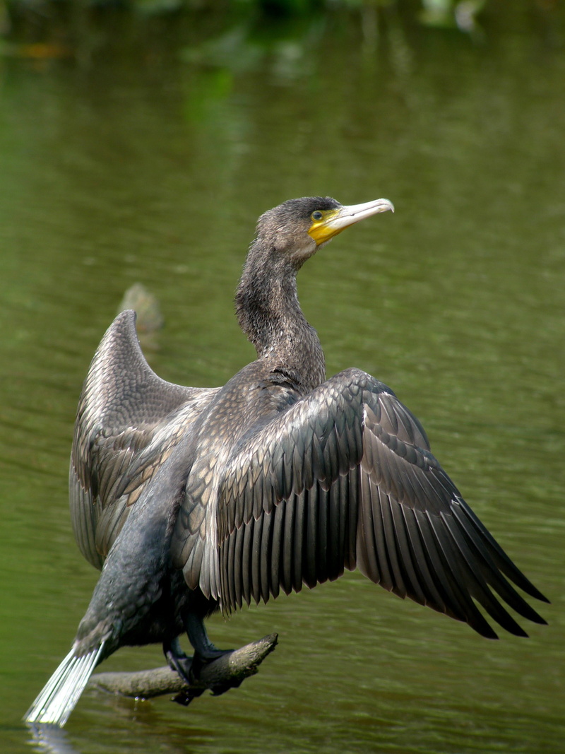 Great Cormorant, water bird, 2K, day, focus on foreground, vertebrate, heron, Nature, lake, phalacrocorax carbo, spread wings, one animal, bird, animals in the wild