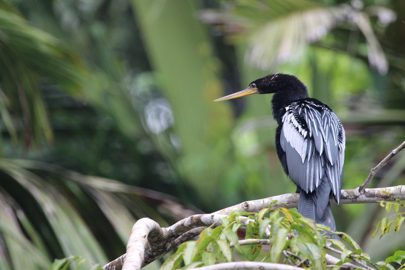 day, vertebrate, crested cormorant, bird, animal wildlife, wildlife, cormorant, no people, outdoors, one animal, water bird, heron, animal, focus on foreground