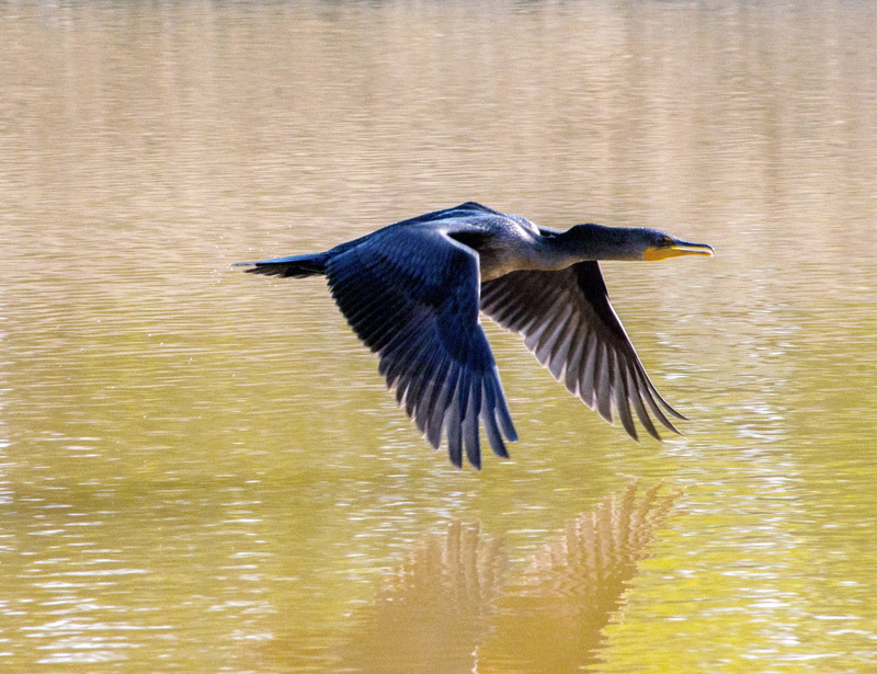 daytime, profile view, reflection, bird, lake, animal wildlife, heron, great, vertebrate, selective, focus, flying, photo, animal, no people, beauty in nature