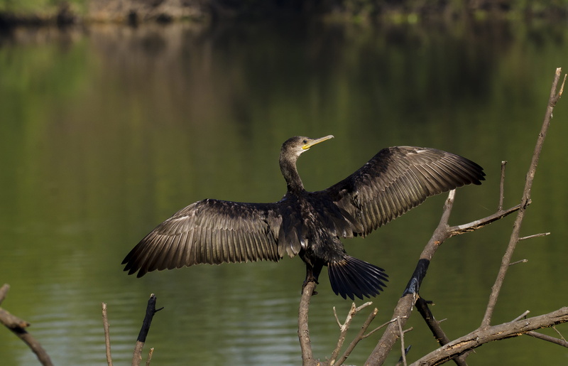 travel, no people, beauty in nature, one animal, day, wings, bird, water bird, lake, focus on foreground, diving bird, little, bird sanctuary, spread wings