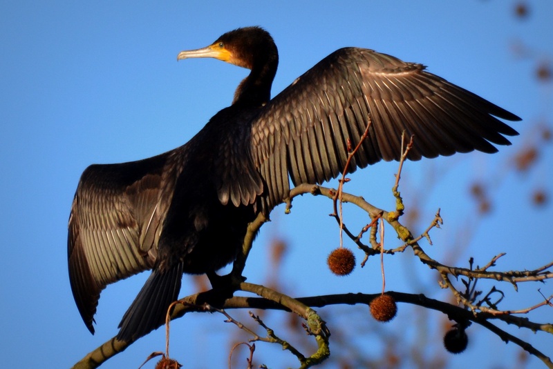 great cormorant, nature, spread wings, cormorant, bird, perching, one animal, profile view, sky, beak, animals in the wild, 1080P, animal wildlife, tree