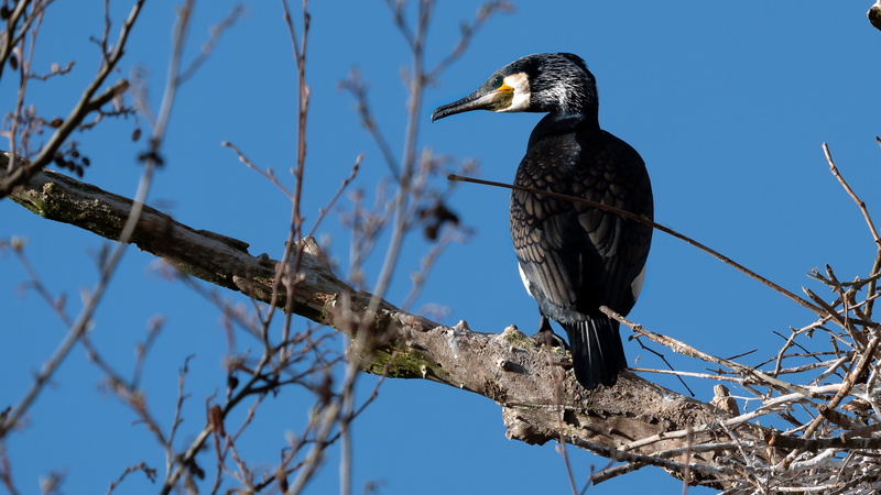 eagle, bare tree, nature, outdoors, animal wildlife, vertebrate, great cormorant, plant, animal themes, tree, no people, phalacrocorax, day, beak, branch