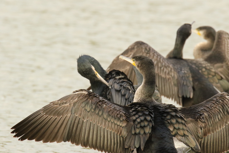 5K, day, animal, bird, flying, cormorants, animal wildlife, close-up, birds, group of animals, animal themes, water, water bird, nature, wings, vertebrate