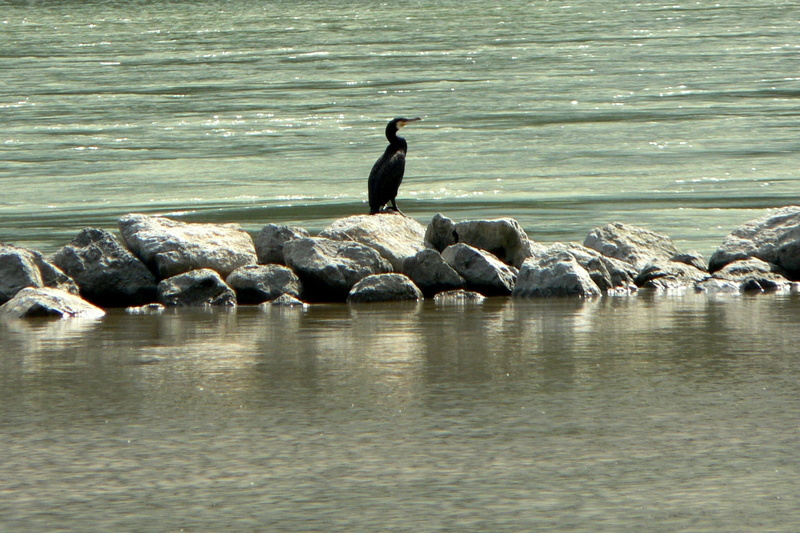 slovakia, waterfront, rock - object, vertebrate, 1080P, beauty in nature, cormorant, river, danube, sea, animal wildlife, animal, moravia, outdoors, animals in the wild